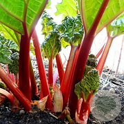 Rheum rhabarbarum 'Victoria' C1.5 wortelecht