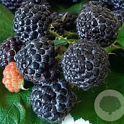Rubus idaeus 'Black Jewel' C1.5 wortelecht