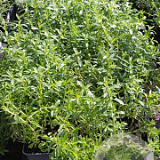 Satureja montana 'Aromakissen' GM P9