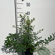 Spiraea nipp. 'Snowmound' GM C1.3