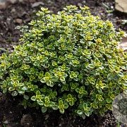 Thymus citriodorus 'Lemon Variegata' GM P9