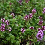 Thymus pulegioides 'Tabor' GM P9