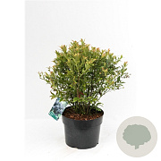Vaccinium corymbosum 'Duke' C1.5 wortelecht