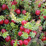 Vaccinium macrocarpon 'Stevens' C1.5 wortelecht