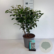 Amelanchier spicata 40-50 cm 6,5L