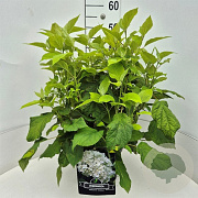 Hydrangea a. 'Annabelle' 40-50 cm 10L