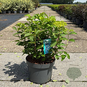 Hydrangea pan. 'Limelight' 40-50 cm 10L