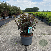 Physocarpus opulif. 'Diabolo' 40-50 cm 10L
