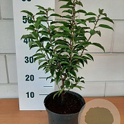 Prunus l. 'Angustifolia' 30-40 cm 5,0L