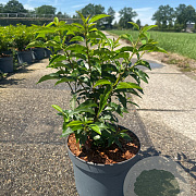 Prunus l. 'Angustifolia' 30-40 cm 5,0L