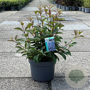 Viburnum opulus 'Roseum' 40-50 cm 10L