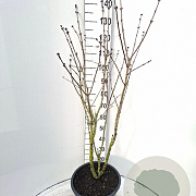 Syringa v. 'And. an Ludwig Späth' 100-125 cm 20L