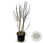 Syringa v. 'Charles Joly' 125-150 cm 35L