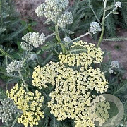 Achillea fil. 'Hymne' GM P9
