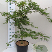 Acer pal. 'Dissectum' 100-125 cm 20L