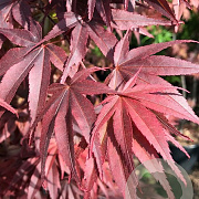 Acer pal. 'Pixie' 150-175 cm 20L