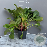Bergenia 'Bressingham White' GM 2,0L