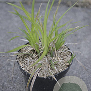 Carex morrowii 'Irish Green' GM 2,0L