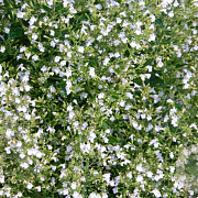 Calamintha n. 'White Cloud' GM 2,0L