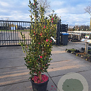 Camellia sasanqua 125-150 cm 35L