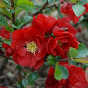 Chaenomeles spec. 'Scarlet Storm' 125-150 cm 50L
