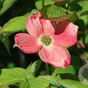 Cornus 'Soleil Rouge' 200-250 cm cont. 110L