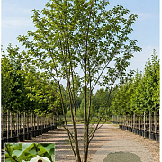 Davidia involucrata 350-400 cm draadkluit meerstammig op aanvraag