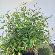 Fuchsia hatschbachii GM c20