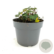 Geranium sang. 'Album' GM 2,0L