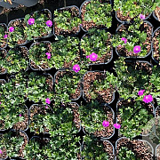 Geranium sang. 'Max Frei' GM 2,0L