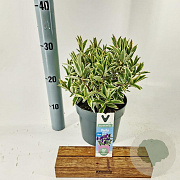Hebe Varia Wild Blue 30-35 cm 2,0L