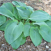 Hosta 'Empress Wu' GM P9