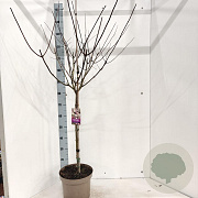 Hydrangea pan. Vanille-Fraise 60 cm stam 7,5L 1jr.kroon