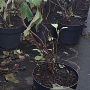 Hydrangea quercifolia 80-100 cm 20L