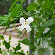 Jasminum officinale 100-125 cm 3,0L Gestokt