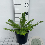 Lonicera nit. 'Maigrün' GM 2,0L