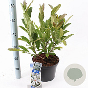 Magnolia stellata 50-60 cm 5,0L