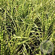 Miscanthus sin. 'Gold Bar' GM  P11