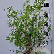 Philadelphus 'Belle Etoile' 100-125 cm 20L
