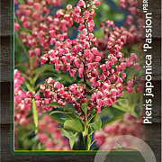 Pieris jap. 'Passion' 30-40 cm 5,0L