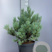 Pinus sylv. 'Watereri' 50-60 cm 20L