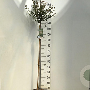 Prunus 'Hally Jolivette' 120 cm stam 7,5L