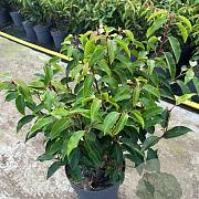 Prunus l. 'Angustifolia' 30-40 cm 3,0L
