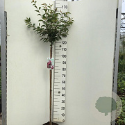 Prunus 'Okame' 120 cm stam 7,5L