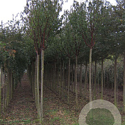 Prunus serrula 16-18 HO draadkluit