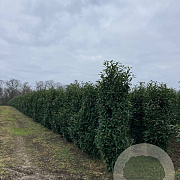 Prunus l. Genolia 200-250 cm draadkluit struik