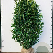 Prunus l. Genolia 250-300 cm draadkluit struik 175-200 diameter