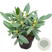Rhododendron 'Hachmann's Charmant' 30-40 cm 5,0L struik