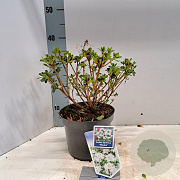 Rhododendron (AJ) 'Hisako' 20-25 cm 3,0L