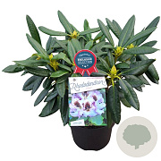 Rhododendron 'Hachmann's Pinguin' 30-40 cm 5,0L struik